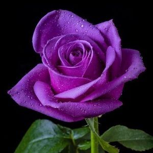 Meet your Posher, Toni